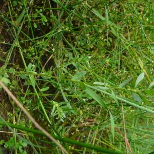 Photographie n°2566270 du taxon Lythrum hyssopifolia L. [1753]