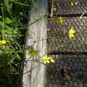 Photographie n°2566297 du taxon Ranunculus flammula L. [1753]