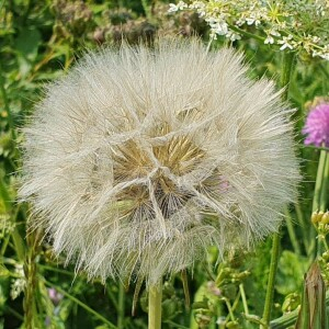 Photographie n°2566312 du taxon Tragopogon pratensis L. [1753]