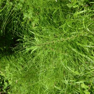 Photographie n°2566314 du taxon Equisetum palustre L. [1753]