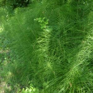 Photographie n°2566315 du taxon Equisetum palustre L. [1753]