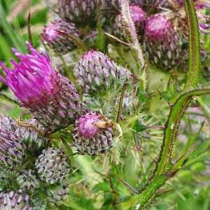 Photographie n°2566323 du taxon Cirsium palustre (L.) Scop. [1772]