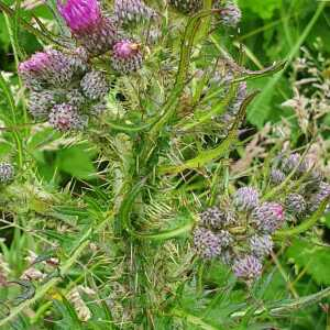 Photographie n°2566324 du taxon Cirsium palustre (L.) Scop. [1772]