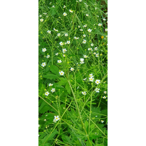 ranunculus aconitifolius  (1).jpg