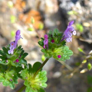 Photographie n°2566347 du taxon Lamium amplexicaule L.