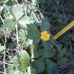 Photographie n°2566376 du taxon Ranunculus repens L.