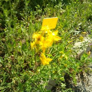 Photographie n°2566377 du taxon Hypericum perforatum L.
