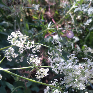 Photographie n°2566378 du taxon Galium mollugo L.