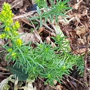 Photographie n°2566397 du taxon Galium verum L.