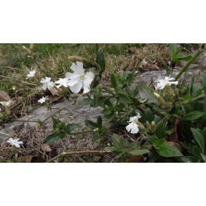 18 - silène compagnon blanc (silene latifolia).jpg