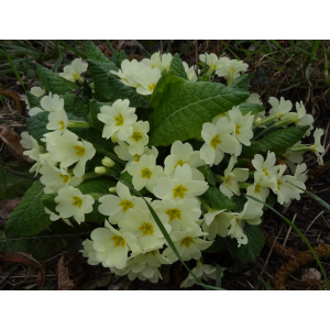 24 - primevère à grandes fleurs (primula vulgaris).jpg