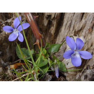 54 - violette odorante (viola odorata).jpg