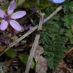 Photographie n°2566422 du taxon Erodium cicutarium (L.) L'Hér.