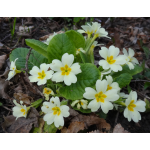 6 - primevère à grandes fleurs (primula vulgaris).jpg