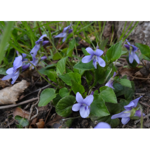 7 - violette odorantes (viola odorata).jpg