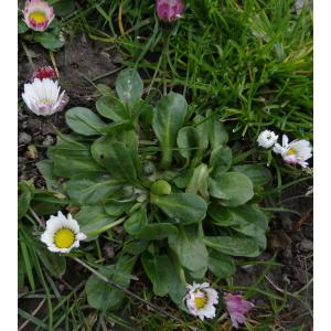 10 - paquerette vivace (bellis perennis).jpg