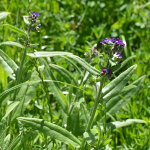Photographie n°2566441 du taxon Anchusa officinalis L. [1753]