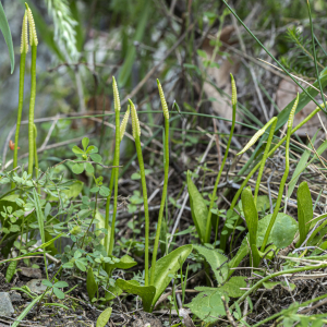  - Ophioglossum azoricum C.Presl