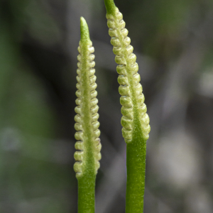  - Ophioglossum azoricum C.Presl