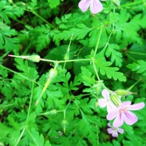 Photographie n°2566481 du taxon Geranium robertianum L. [1753]