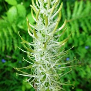 Photographie n°2566509 du taxon Phyteuma spicatum L. [1753]