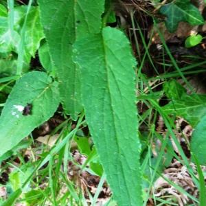 Photographie n°2566511 du taxon Phyteuma spicatum L. [1753]