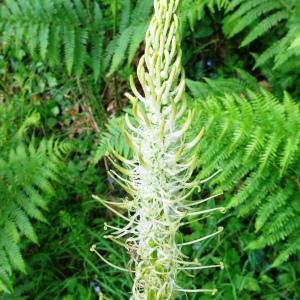 Photographie n°2566512 du taxon Phyteuma spicatum L. [1753]