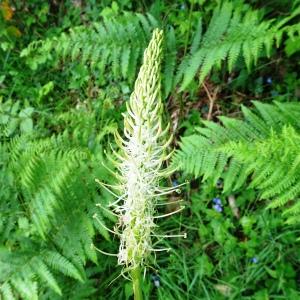 Photographie n°2566513 du taxon Phyteuma spicatum L. [1753]