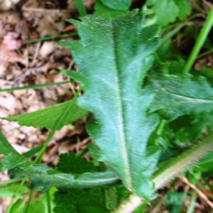 Photographie n°2566526 du taxon Leucanthemum vulgare Lam. [1779]