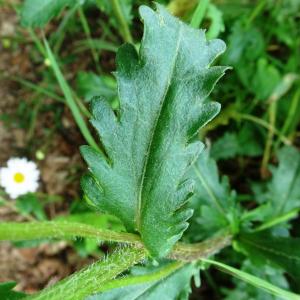 Photographie n°2566527 du taxon Leucanthemum vulgare Lam. [1779]