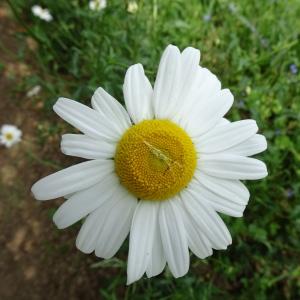 Photographie n°2566528 du taxon Leucanthemum vulgare Lam. [1779]