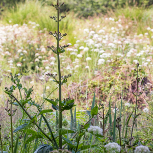 Photographie n°2566549 du taxon Scrophularia nodosa L. [1753]