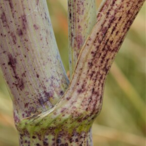 Photographie n°2566554 du taxon Conium maculatum var. maculatum 