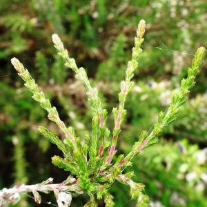 Photographie n°2566609 du taxon Calluna vulgaris (L.) Hull [1808]