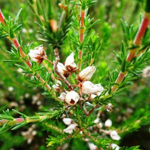 Photographie n°2566611 du taxon Calluna vulgaris (L.) Hull [1808]