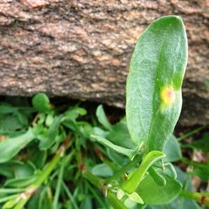 Photographie n°2566613 du taxon Rumex acetosella L. [1753]
