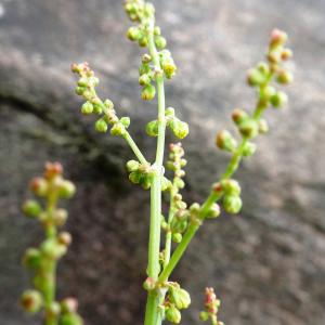 Photographie n°2566615 du taxon Rumex acetosella L. [1753]
