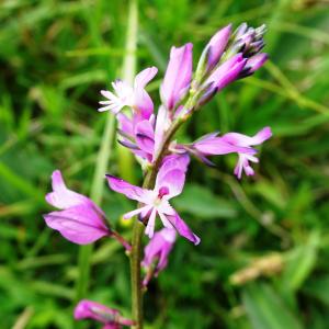 Photographie n°2566667 du taxon Polygala vulgaris L. [1753]