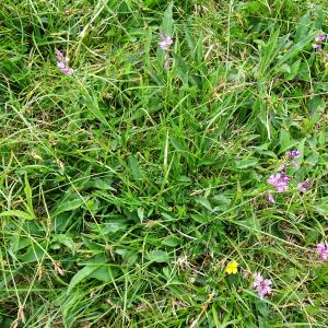 Photographie n°2566668 du taxon Polygala vulgaris L. [1753]