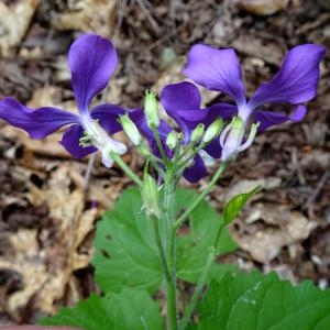 Photographie n°2566699 du taxon Lunaria annua L. [1753]