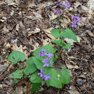 Photographie n°2566700 du taxon Lunaria annua L. [1753]