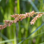  stephane.bello@orange.fr - Carex paniculata L. [1755]