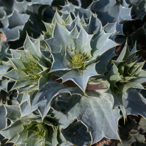 Photographie n°2566719 du taxon Eryngium maritimum L.