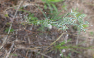 sugar33, le 21 juin 2023 (Mérignac)