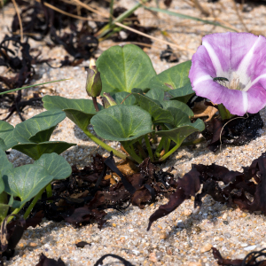 Photographie n°2566742 du taxon Convolvulus soldanella L.