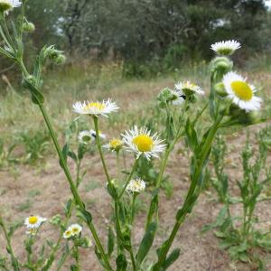 Photographie n°2566747 du taxon Erigeron annuus (L.) Desf. [1804]