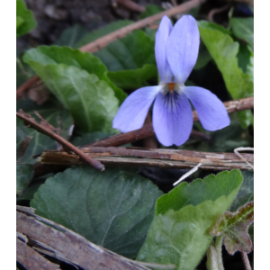 5 - violette odorante en fleur allée des marronniers.jpg