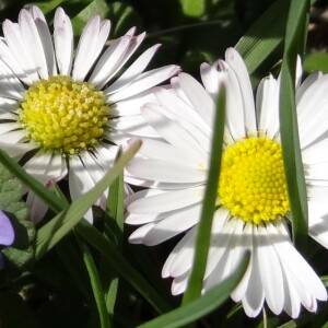 Photographie n°2566763 du taxon Bellis perennis L.