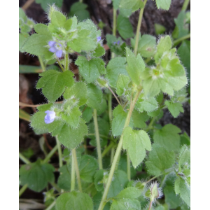 12 - véronique à feuille de lierre (veronica hederifolia).jpg