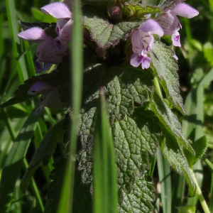 Photographie n°2566767 du taxon Lamium purpureum L.